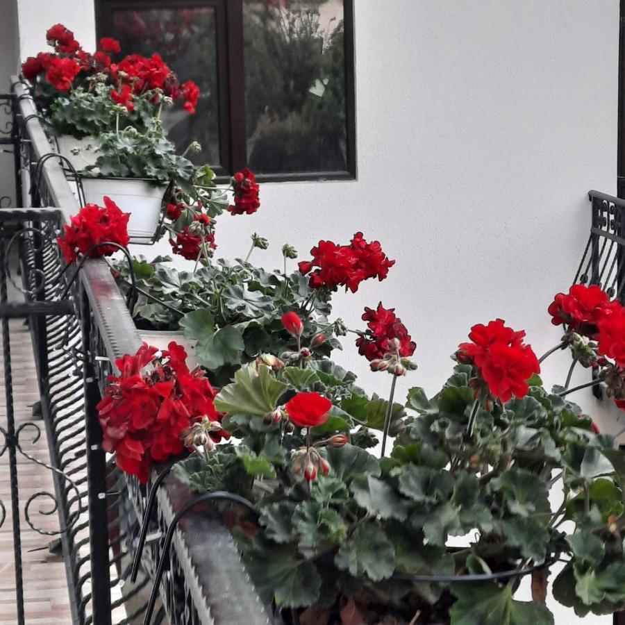 Casa Dana Olteanu Hotel Moeciu De Sus Exterior photo